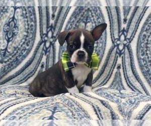 Faux Frenchbo Bulldog Puppy for sale in LAKELAND, FL, USA
