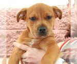 Small #2 Labrador Retriever Mix