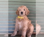 Small Photo #17 Double Doodle Puppy For Sale in HESPERIA, CA, USA