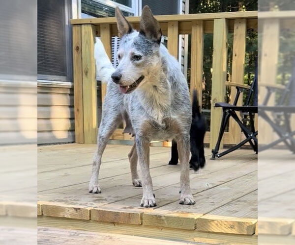 Medium Photo #1 Mutt Puppy For Sale in Garden City, NY, USA