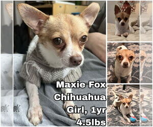 Chihuahua Dogs for adoption in Seattle, WA, USA
