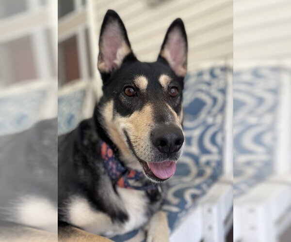 Medium Photo #3 German Shepherd Dog-Unknown Mix Puppy For Sale in Mooresville, NC, USA