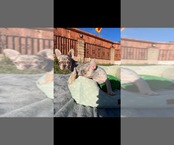 Medium Photo #15 French Bulldog Puppy For Sale in MONTEREY PARK, CA, USA
