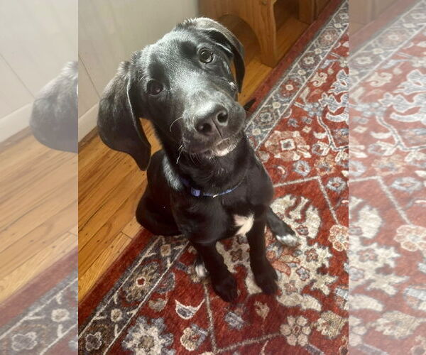 Medium Photo #3 Labrador Retriever-Unknown Mix Puppy For Sale in Mount Laurel, NJ, USA