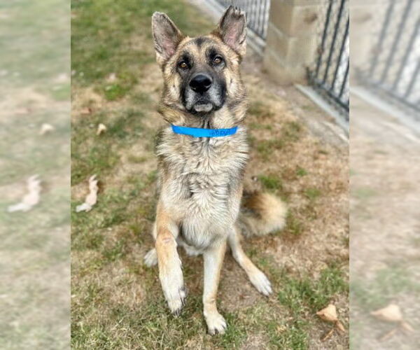Medium Photo #1 German Shepherd Dog Puppy For Sale in Riverside, CA, USA