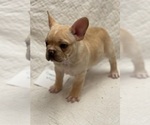 Small Photo #8 French Bulldog Puppy For Sale in LEES SUMMIT, MO, USA