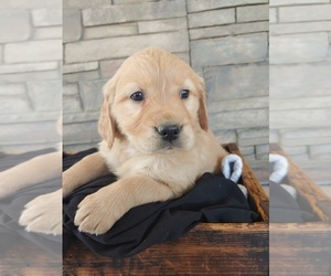 Golden Retriever Puppy for sale in CANON CITY, CO, USA