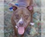 Small American Staffordshire Terrier Mix