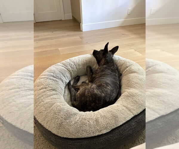 Medium Photo #4 Holland Shepherd-Unknown Mix Puppy For Sale in Imlay City, MI, USA