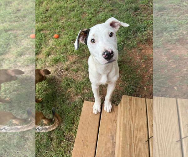 Medium Photo #2 Mutt Puppy For Sale in Greenville, SC, USA