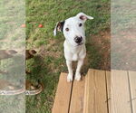 Small #1 Mutt
