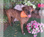 Small Mastiff-Plott Hound Mix