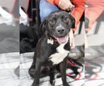 Small #21 Labrador Retriever Mix