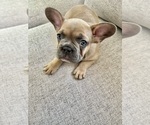 Puppy Puppy 1 Benji French Bulldog