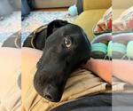 Small #1 Doberman Pinscher-Great Pyrenees Mix