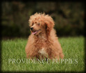 Small Photo #51 Poodle (Miniature) Puppy For Sale in COPPOCK, IA, USA