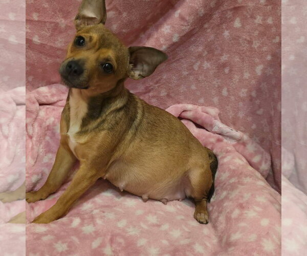 Medium Photo #3 Chihuahua-Unknown Mix Puppy For Sale in Alexander, AR, USA