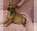 Small #2 Chihuahua Mix