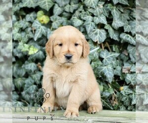 Golden Retriever Puppy for sale in NEW HOLLAND, PA, USA