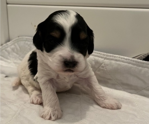 Medium Photo #2 Cavapoo Puppy For Sale in PIEDMONT, SC, USA