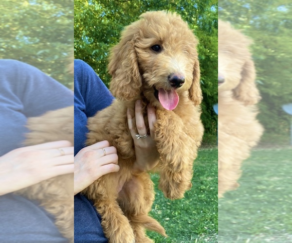 Medium Photo #5 Goldendoodle Puppy For Sale in CORNING, CA, USA