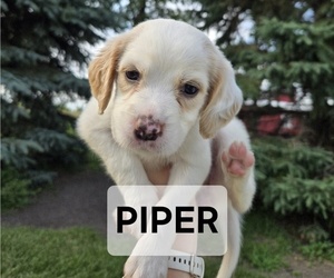 Medium English Setter