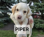 Puppy Piper English Setter