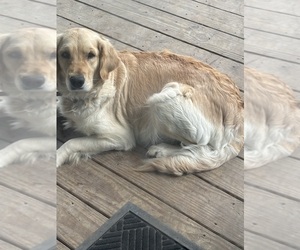 Mother of the Golden Retriever puppies born on 05/15/2025
