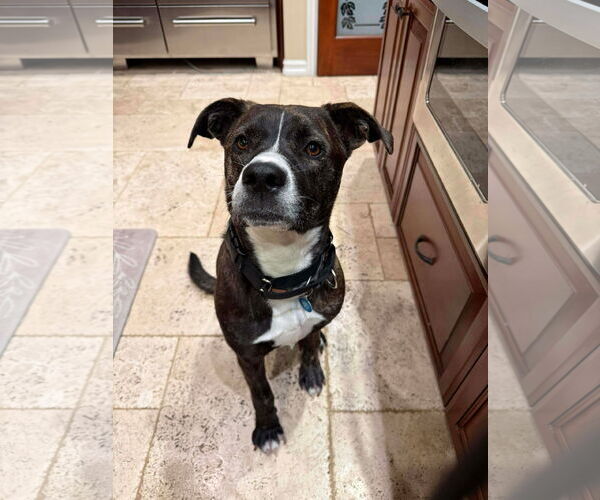 Medium Photo #7 Labrador Retriever-Unknown Mix Puppy For Sale in San Diego, CA, USA