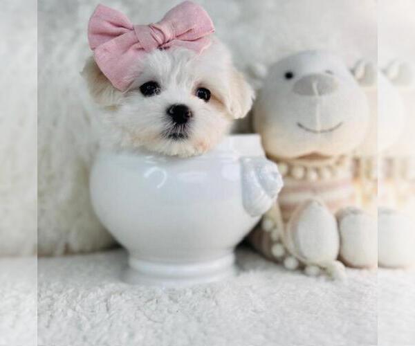 Medium Photo #1 Maltese Puppy For Sale in NAPLES, FL, USA