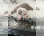 Small Photo #2 American Bully Puppy For Sale in TONAWANDA, NY, USA