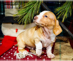 Small #9 Dachshund