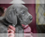 Small Photo #16 Great Dane Puppy For Sale in DANIELSON, CT, USA