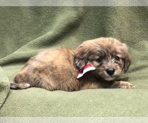 Dachshund-Doodle Mix Puppy for sale in LAKELAND, FL, USA
