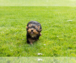 Small #2 Yorkshire Terrier