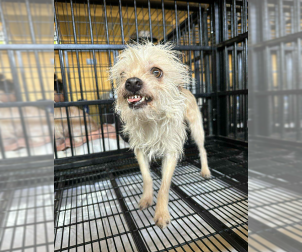 Medium Photo #2 Mutt Puppy For Sale in Cranston, RI, USA