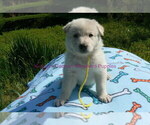 Small #3 German Shepherd Dog