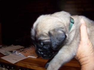Mastiff Puppy for sale in DARBY, MT, USA