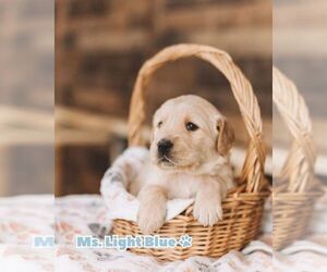 Medium Golden Retriever