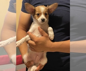 Papillon Puppy for sale in CHULA VISTA, CA, USA