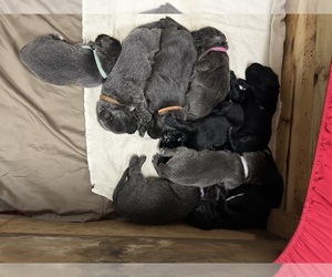 Newfoundland Litter for sale in RUSHVILLE, IN, USA