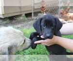 Small #1 Bernese Mountain Dog-Labrador Retriever Mix