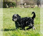 Small Photo #3 Aussiedoodle Puppy For Sale in NORTH EAST, MD, USA