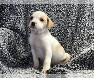 Labbe Puppy for sale in CONVERSE, IN, USA