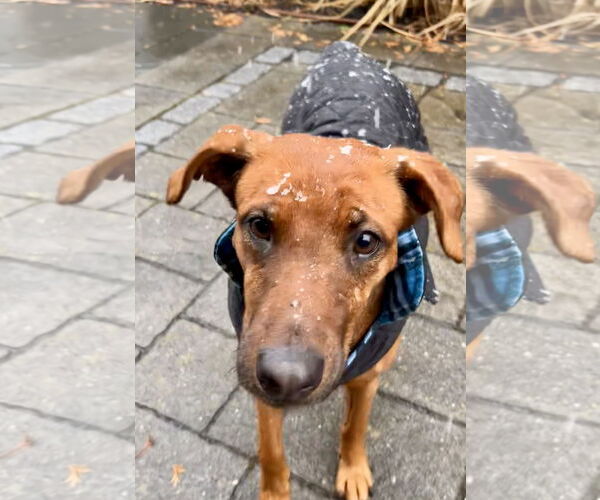 Medium Photo #2 Black Mouth Cur-Vizsla Mix Puppy For Sale in Oakhurst, NJ, USA