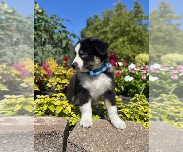 Medium Photo #6 Miniature Australian Shepherd Puppy For Sale in NOBLESVILLE, IN, USA