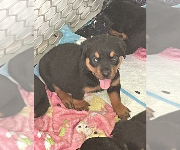 Medium Photo #4 Rottweiler Puppy For Sale in COMPTON, CA, USA