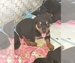 Small Photo #4 Rottweiler Puppy For Sale in COMPTON, CA, USA