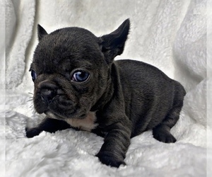 French Bulldog Puppy for sale in LOCUST GROVE, GA, USA