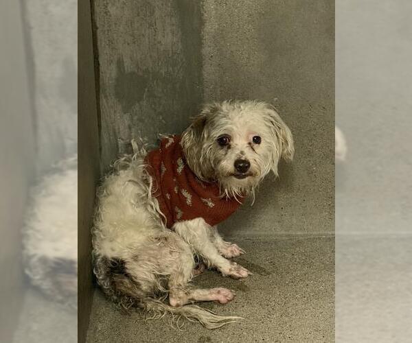 Medium Photo #1 Maltipoo (Miniature) Puppy For Sale in San Bernardino, CA, USA